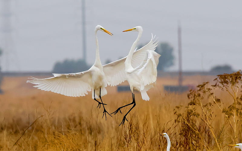 Shall we dance?, two, egrets, birds, field, America, HD wallpaper