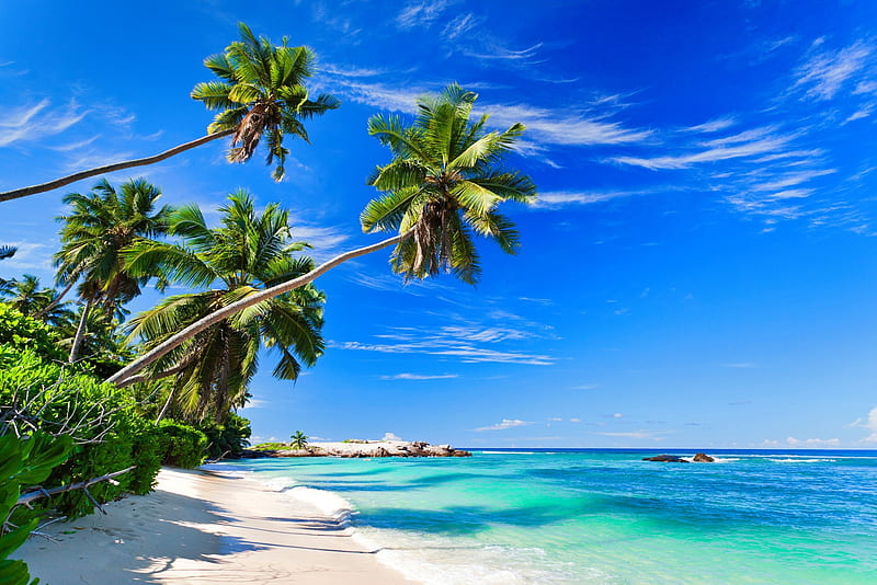 Dominicana, rest, vacation, exotic, ocean, relax, breeze, bonito, palms, sea, beach, paradise, summer, sands, blue, HD wallpaper