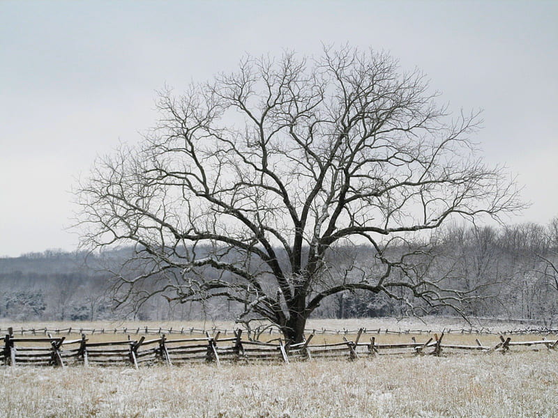 Frozen Silence, hiking, trees, snow, winter, HD wallpaper