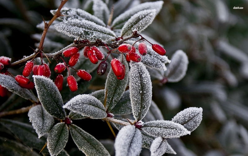 Frozen Japanese barberry, frosted, fruits, winter, frosty, Japanese barberry, wild fruits, berry, snow, wild, nature, frozen, frost, HD wallpaper