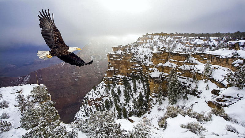 Soaring Eagle, wings, snow, cancons, winter, landscape, HD wallpaper