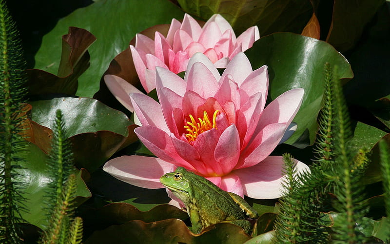frog and pink water lilies-Animal World Series, HD wallpaper