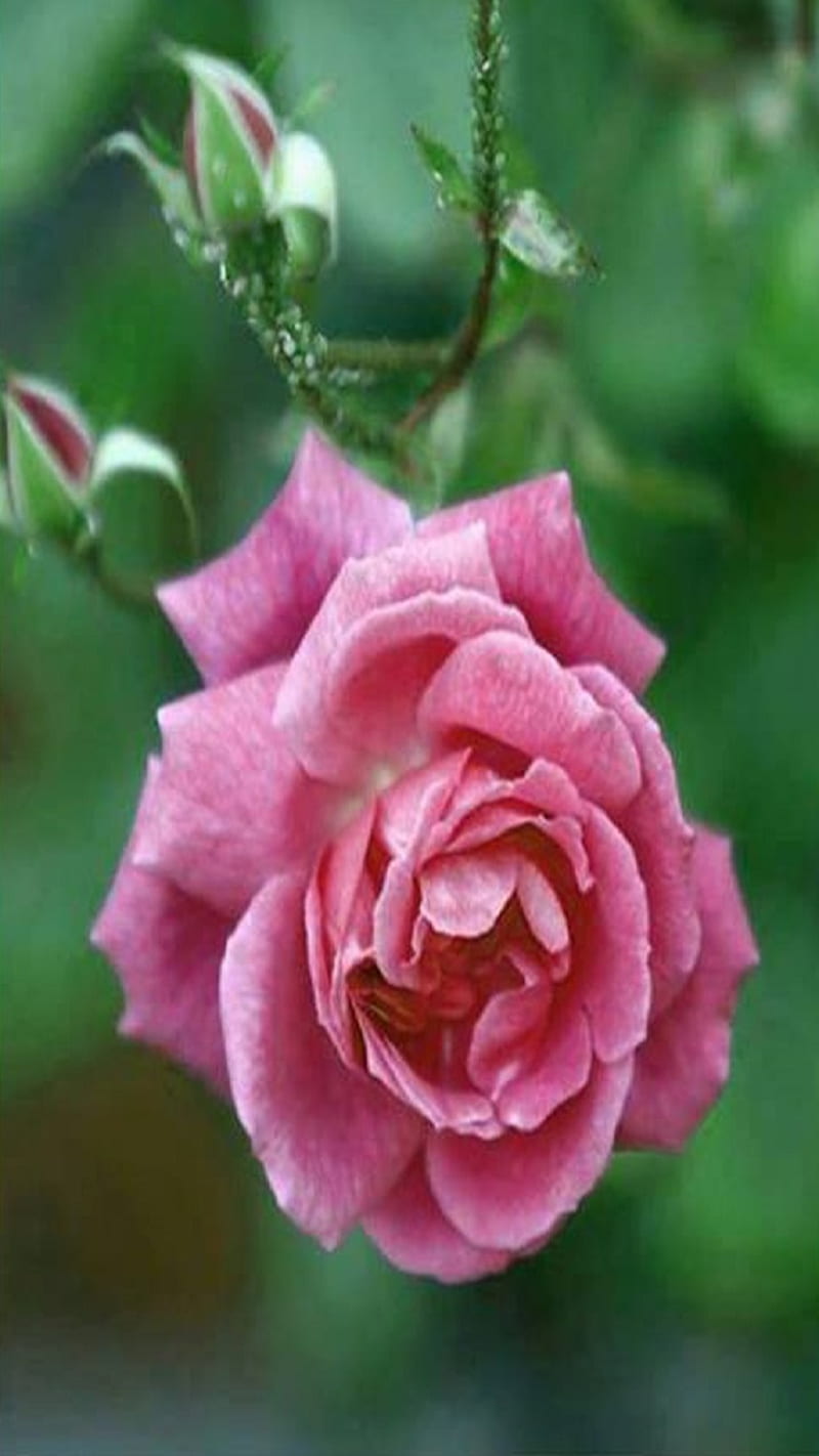 Rose, flower, pink, HD mobile wallpaper | Peakpx