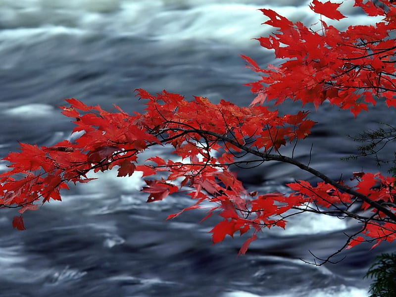 Red Leaves of Autumn, overhanging branch, flowing river, red leaves, HD wallpaper