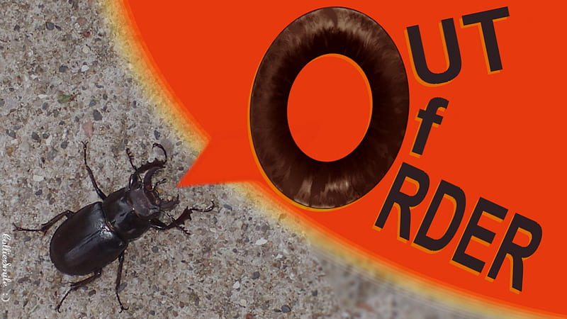 A Multi Purpose Handy-Dandy Out of Order Sign *, beetle, Out of Order, sidewalk, insect, stag beetle, HD wallpaper