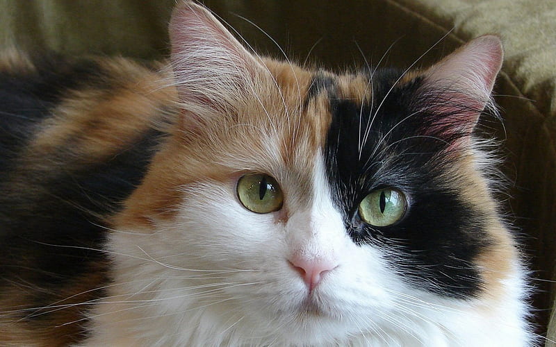 Calico cat, cute, calico, cat, kitten, animal, HD wallpaper