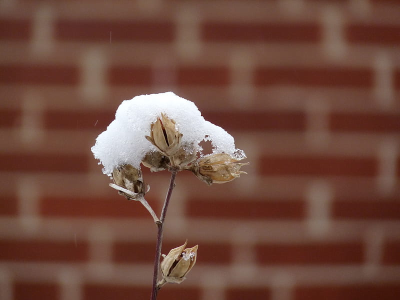 snow flower, snow, beloving, flower, winter, cotton, HD wallpaper