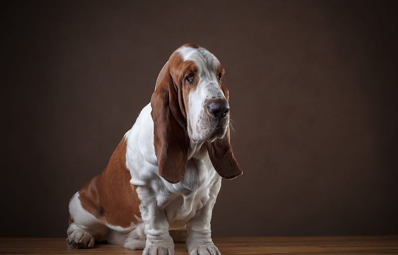 Basset Hound, basset-hound, dog, animals, HD wallpaper