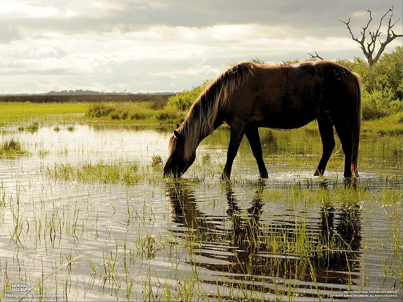 Horse drinks water, water, brown, horse, run, animal, HD wallpaper