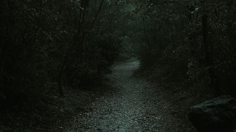 / forest, path, dark, gloomy, nature, HD wallpaper
