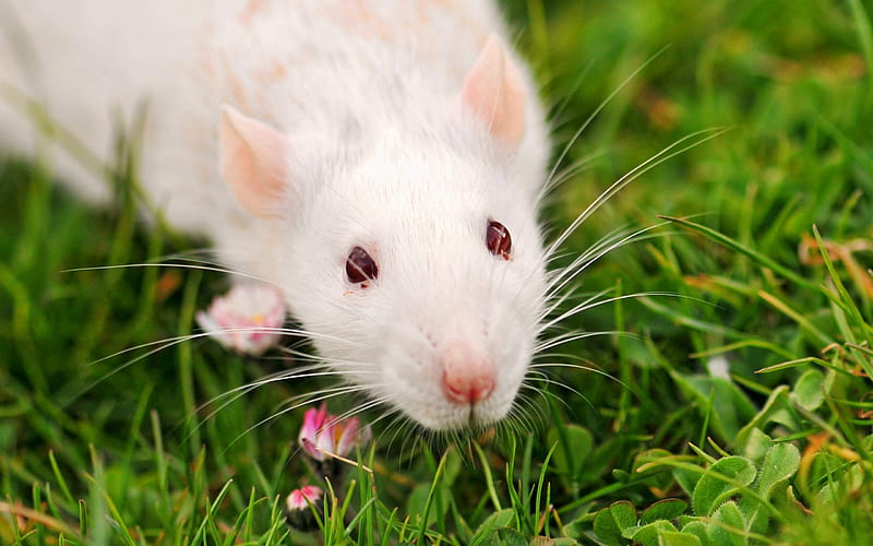 Laboratory Rat-Animal selection, HD wallpaper