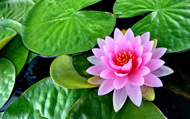PINK LILLY BEAUTY, pond, colorful, leaves, flower, water lilly, nature, petals, pink, HD wallpaper