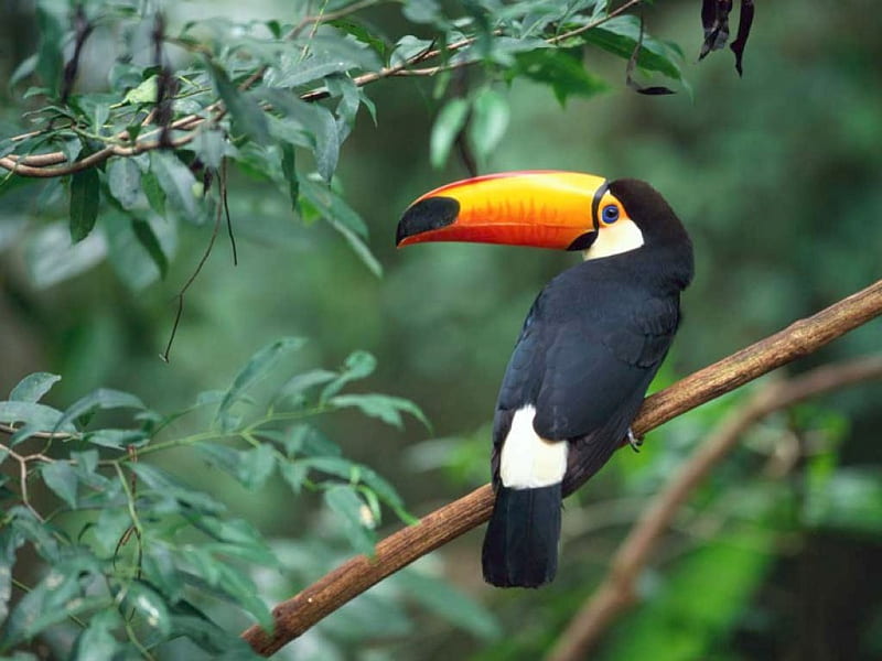 toucan, beak, colorful, rare, big, HD wallpaper