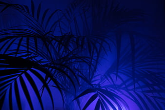 Palm trees, blue theme, Nature, HD wallpaper | Peakpx