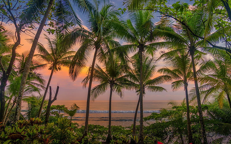 Caribbean, palms, tropical islands, sunset, evening, palms on the background of the sea, Costa Rica, HD wallpaper