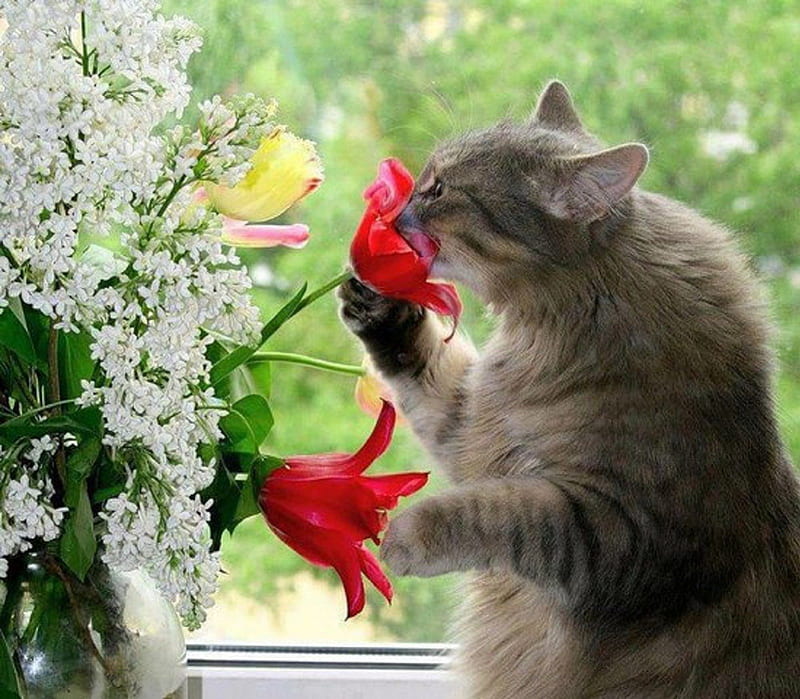 Mmmmm Smells Like Spring!, graphy, smells, flowers, nature, Spring, cats, animals, HD wallpaper