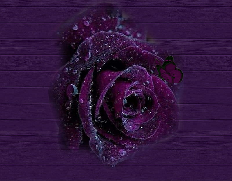 Rosa, flor, rosa, violeta, Fondo de pantalla HD | Peakpx