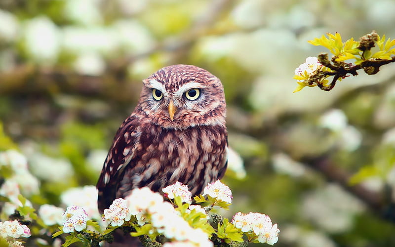 owl, forest, spring, flowers, birds, HD wallpaper