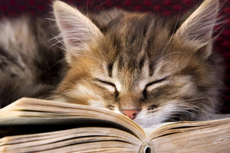 Studious Tabby, book, studying, reading, tabby, HD wallpaper