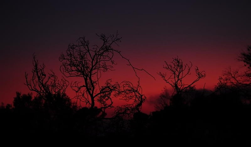Sunset on burnt forest, forest, red, sunset, burnt, HD wallpaper