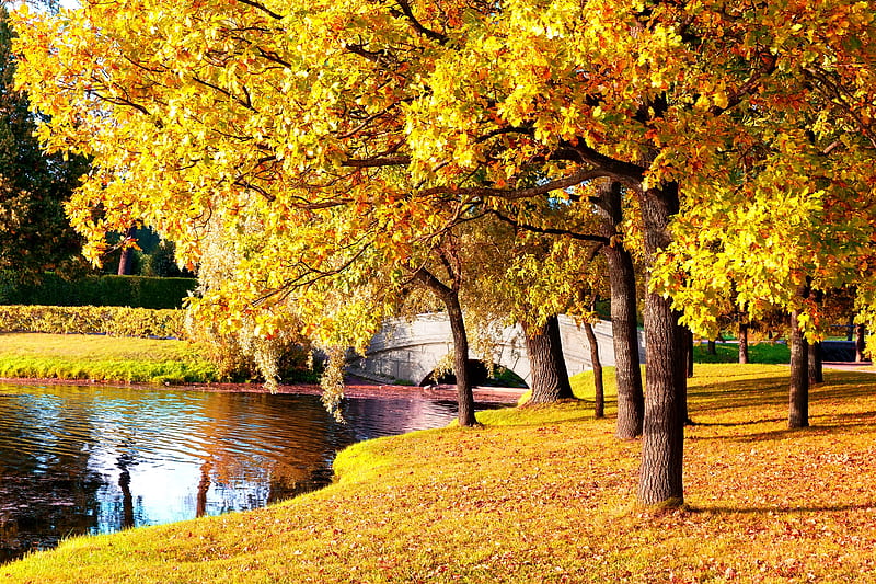 It's still autumn, golden, aprk, bonito, branches, reflection, fall, autumn, lake, pond, bridge, walk, HD wallpaper