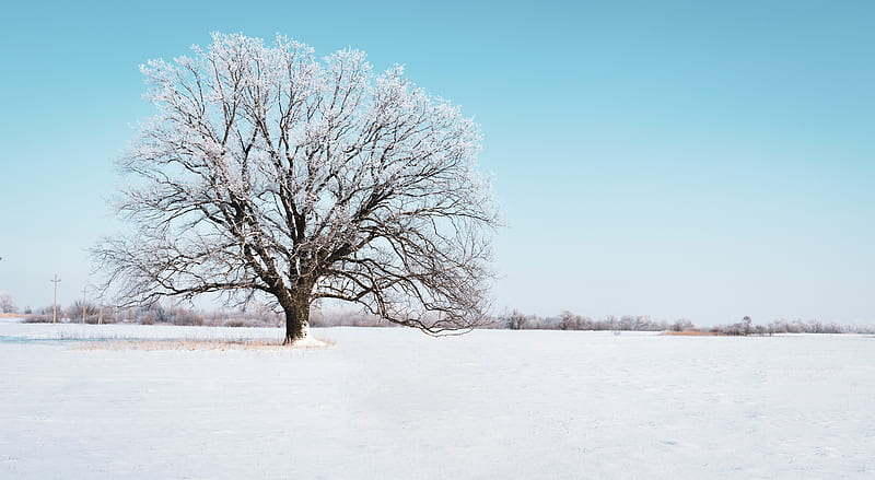 tree, snow, winter, snowy, sky, horizon, HD wallpaper