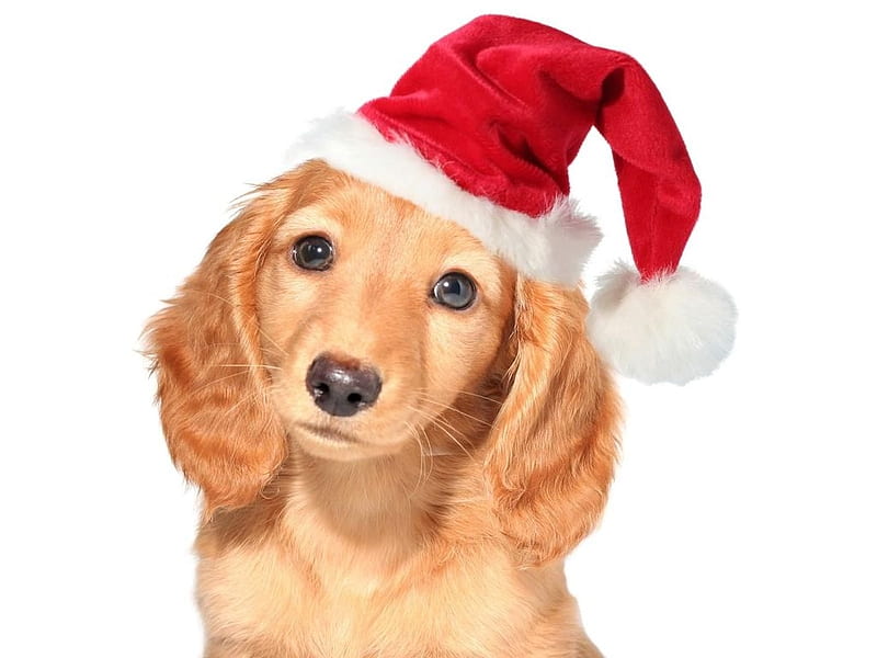 Free download Download Wallpaper Puppy Christmas Dog wallpapers 1024x768  48 1024x768 for your Desktop Mobile  Tablet  Explore 53 Christmas Dog  Desktop Wallpaper  Dog Wallpaper Christmas Dog Wallpaper Dog Wallpapers