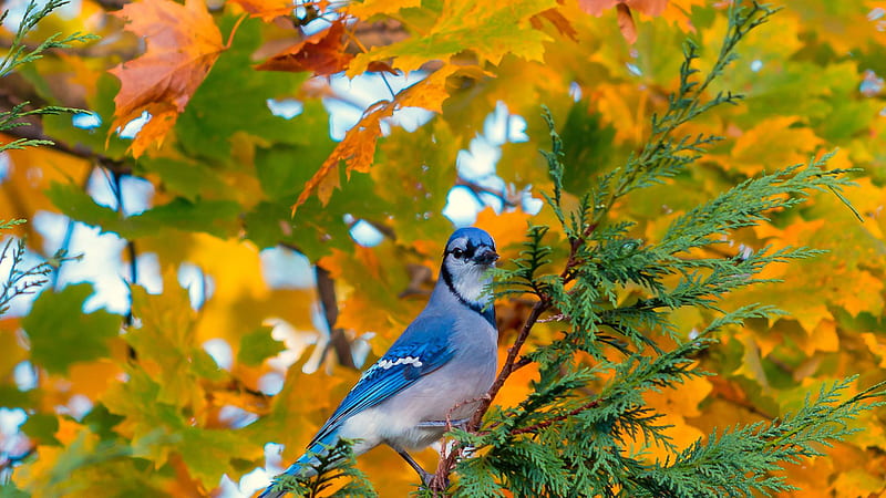 Blue White Jay Bird On Tree Branch In Fall Autumn Leaves Background Fall, HD wallpaper