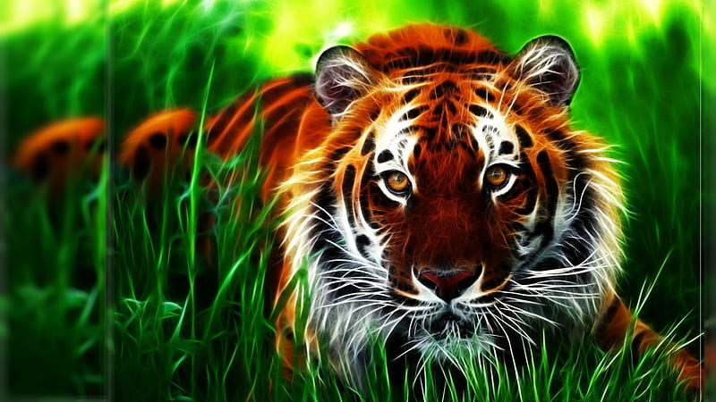 Beautiful Tiger, Sumatran tiger, Malayan tiger, Indochinese tiger, South China tiger, Bengal tiger, Siberian tiger, HD wallpaper