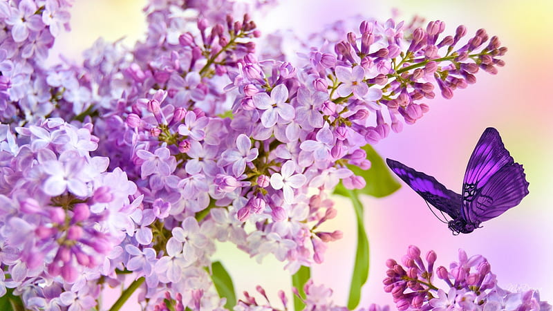 Lilacs Blooming, perfume, butterfly, fragrant, blossoms, garden, spring, lavender, lilacs, HD wallpaper