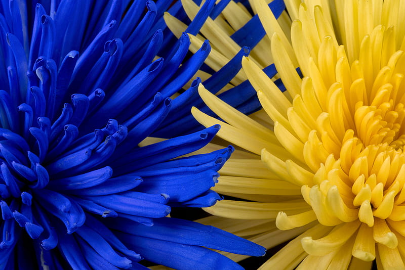 flowers, blue, yellow, petals, HD wallpaper
