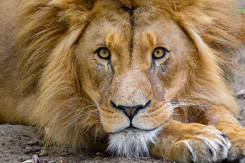 lion, muzzle, glance, king of beasts, predator, wildlife, HD wallpaper