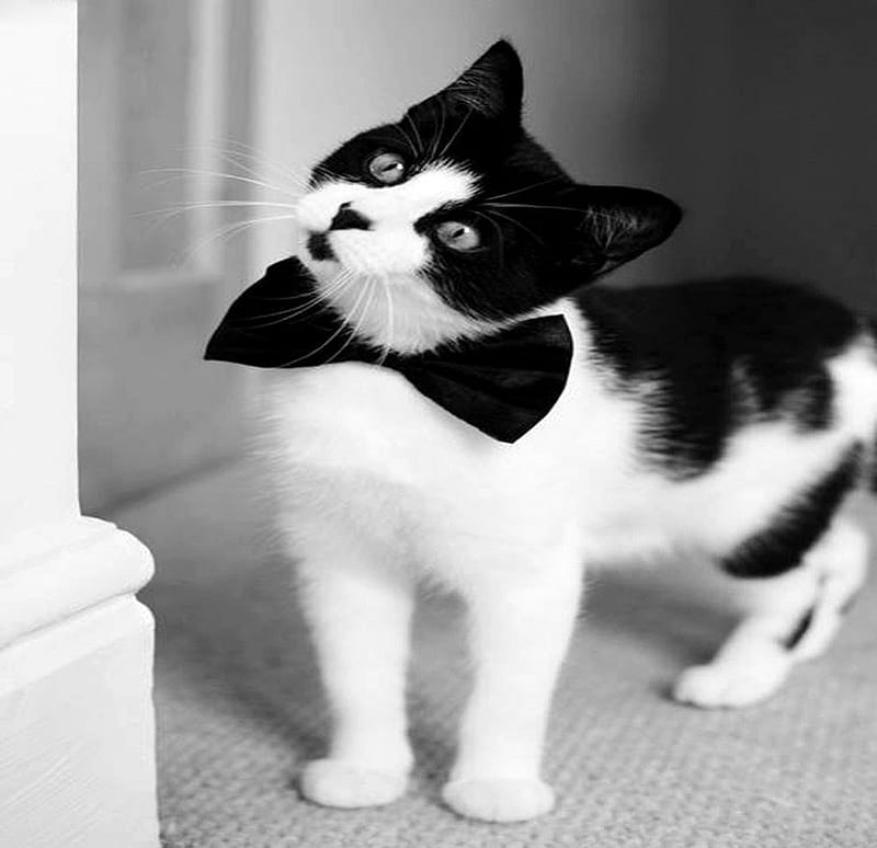 Would you like to Waltz, cute, lovable, bow tie, black and white, curious, adorable, cat, HD wallpaper