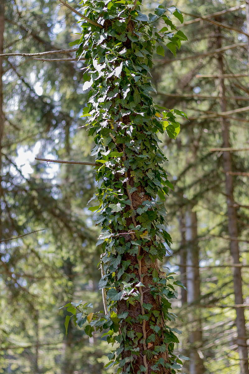 ivy, plants, nature, HD phone wallpaper