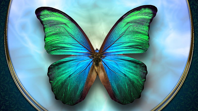 Beautiful Colorful Butterfly On Plate Butterfly, HD wallpaper