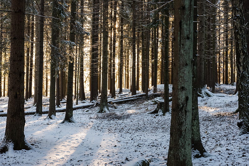 forest, sun rays, snow, winter, HD wallpaper