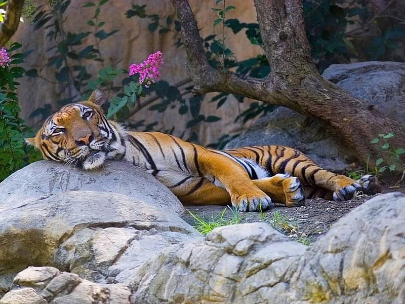 Blissful Siesta, rest, mammal, pink flowers, sleep, wild zoo, sleepinanimal, tiger, HD wallpaper