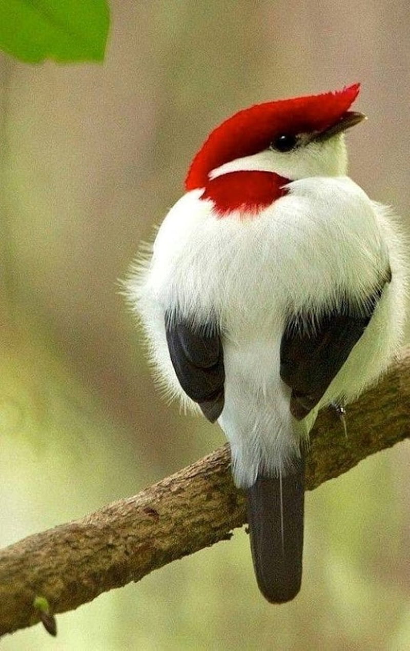 arapie manakin, birds, red and white, HD phone wallpaper