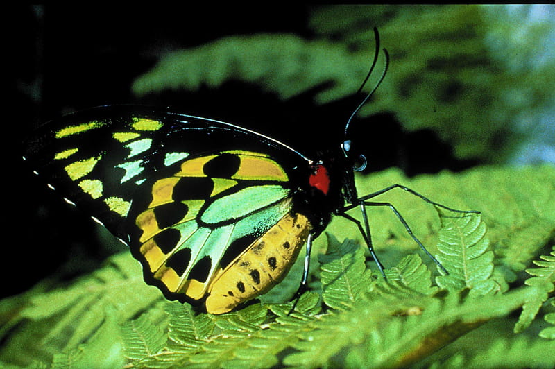 Birdwing, butterfly, green, black, yellow, white, HD wallpaper