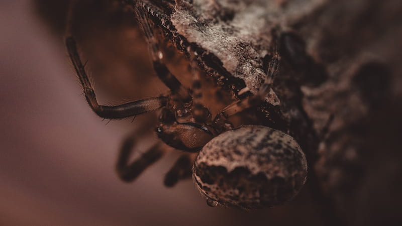 Brown Spider on Brown and White Stone, HD wallpaper