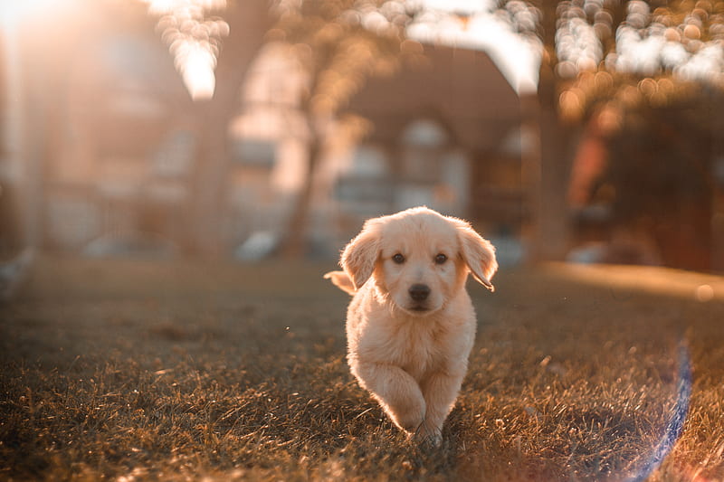 Yellow Labrador puppy running on field, HD wallpaper | Peakpx