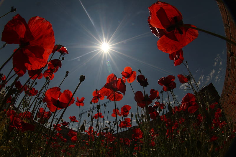 Poppies under the sky, flowers, sun, sky, poppies, HD wallpaper