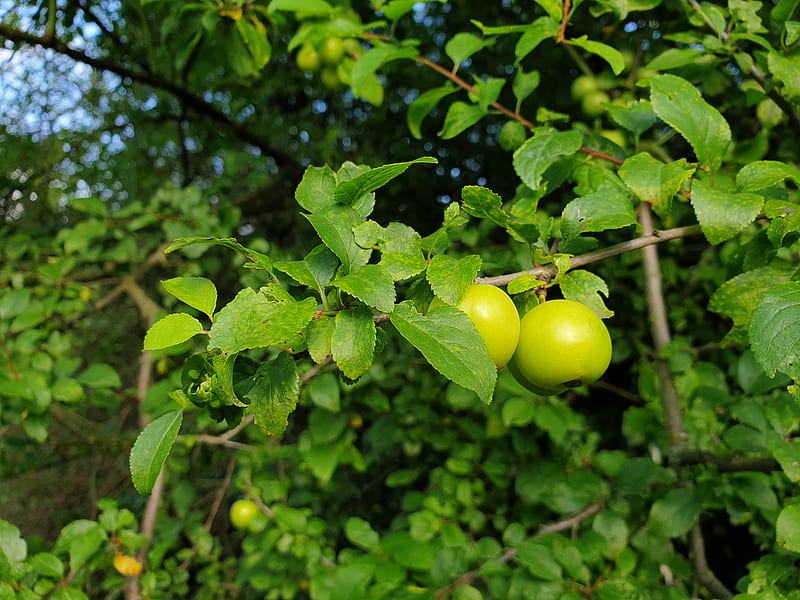apple tree, apples, branch, leaves, macro, green, HD wallpaper