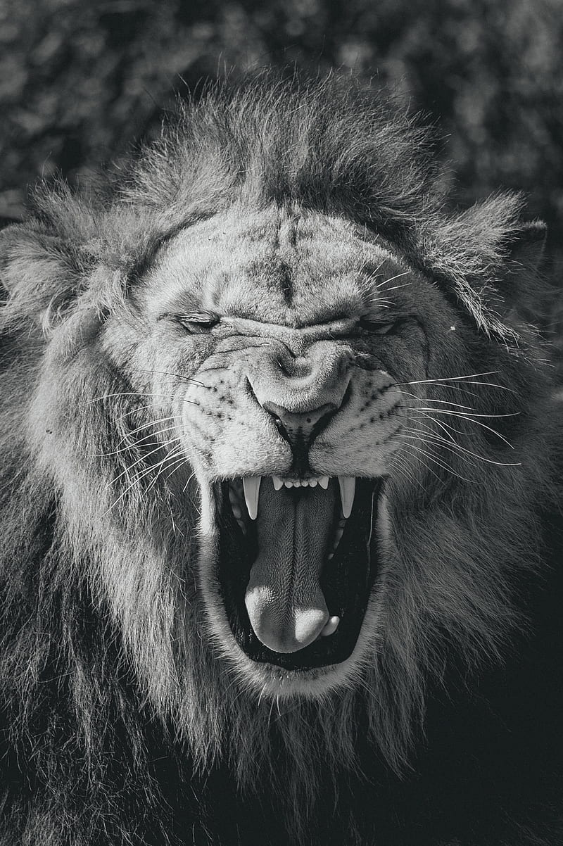 lion, big cat, king of beasts, jaws, bw, HD phone wallpaper