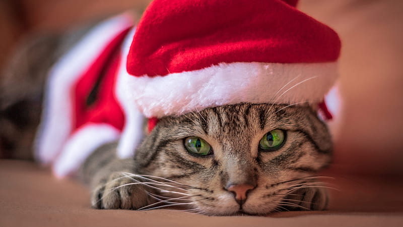 Cat With Green Eyes Is Wearing Santa Claus Hat Animals, HD wallpaper