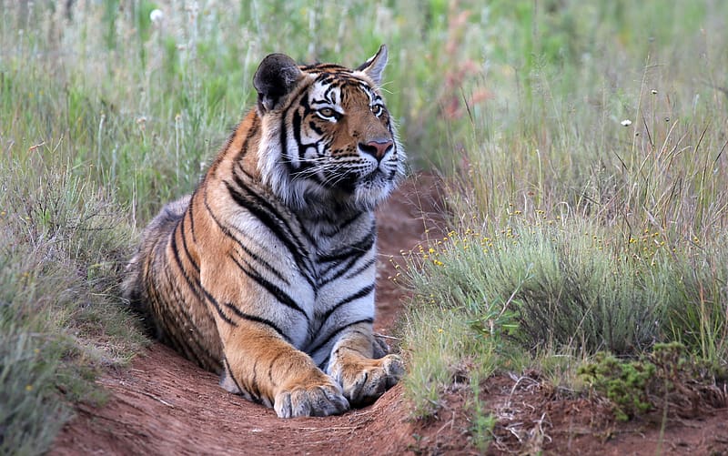 Docile Tiger stock photo. Image of wildlife, claws, paws - 14614296