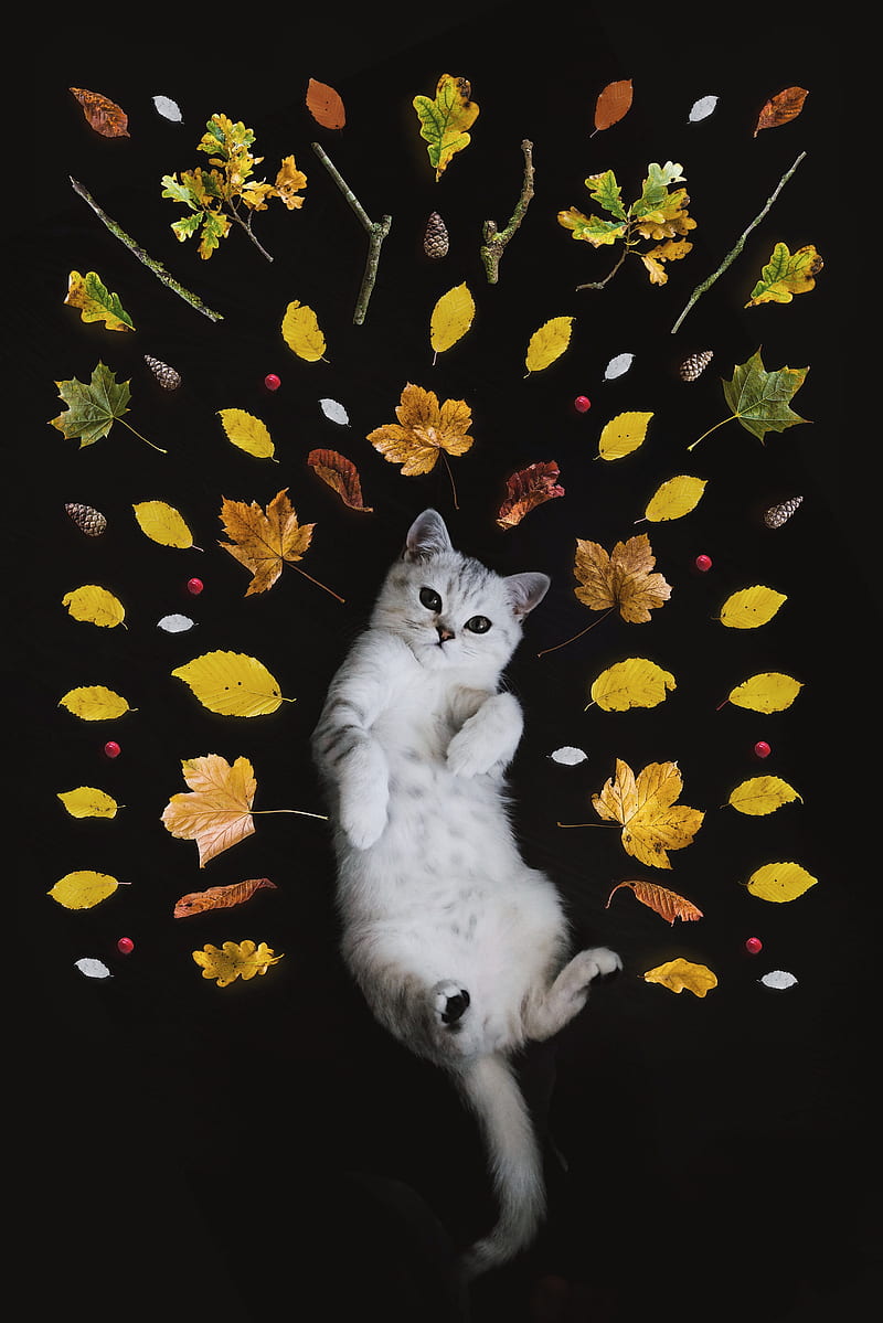silver tabby cat surrounded by leaves, HD phone wallpaper