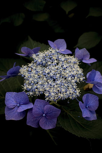 Hydrangea, glowers, purple, macro, HD wallpaper | Peakpx