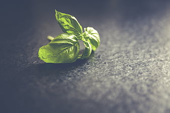 Fresh Basil Leaves Close up Basil Green Fresh Slice HD