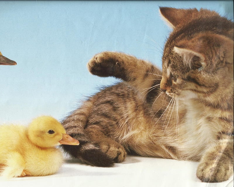 Tabby kitten with a duckling, cute, paws, kitten, rubber duck, HD wallpaper